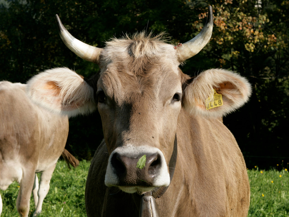 Cattle exhibition
